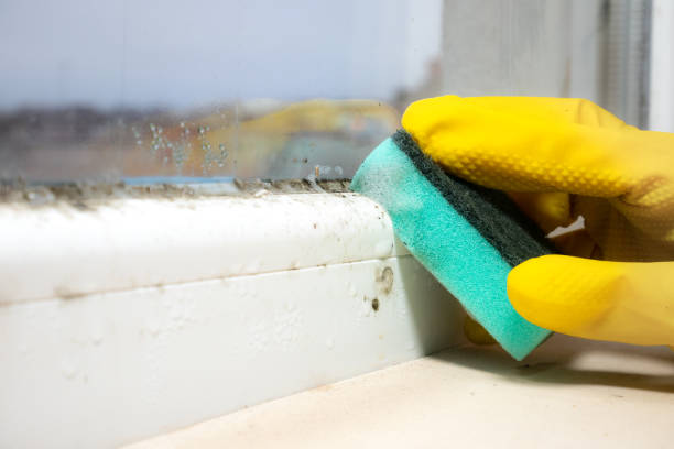 Best Commercial Mold Removal  in Chimayo, NM