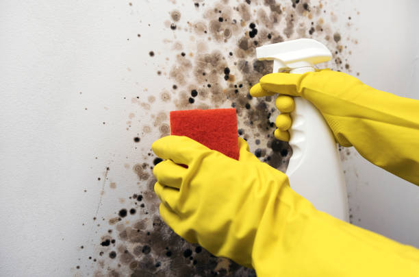 Best Toxic Mold Removal  in Chimayo, NM