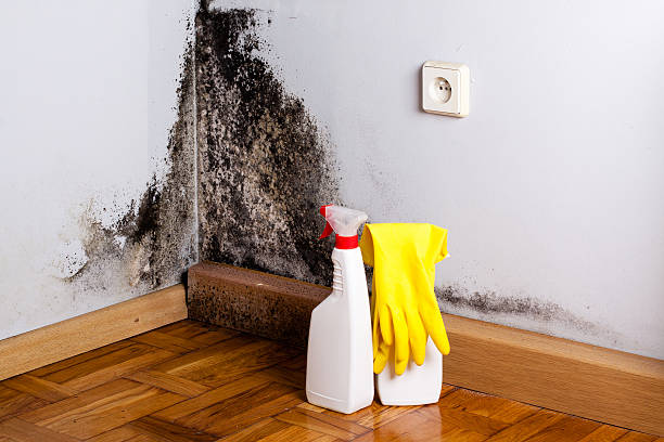 Best Residential Mold Removal  in Chimayo, NM