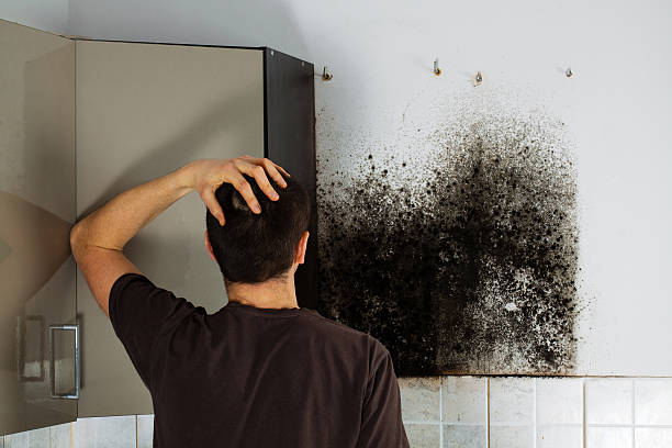 Mold Testing and Removal in Chimayo, NM